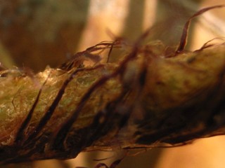 ヒメイタチシダ　鱗片