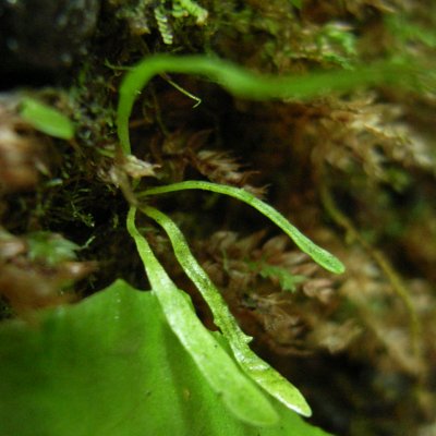 クラガリシダ　幼個体