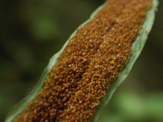 オキノクリハラン　胞子葉