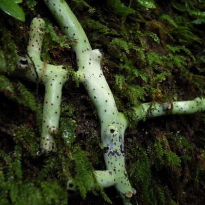 タイワンアオネカズラ　根茎