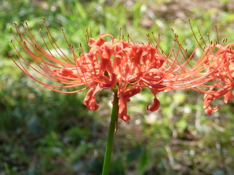 ヒガンバナ　花