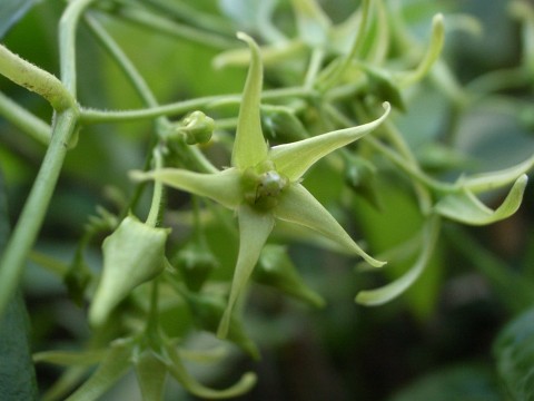 シロバナカモメヅル　花