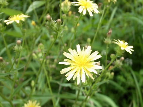 コウゾリナ　花