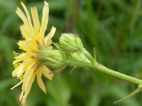 コウゾリナ　花