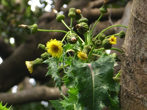 オニノゲシ　花