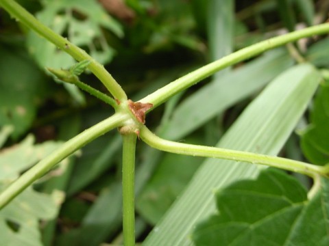 カラハナソウ　茎