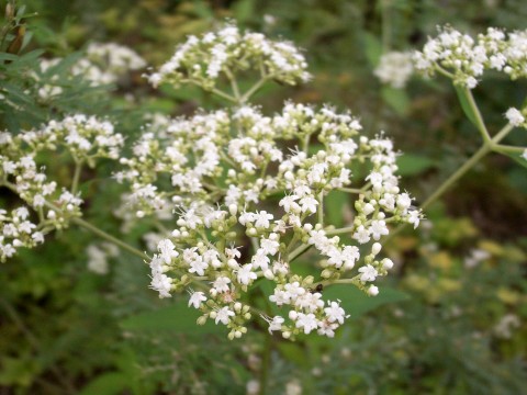 オトコエシ　花