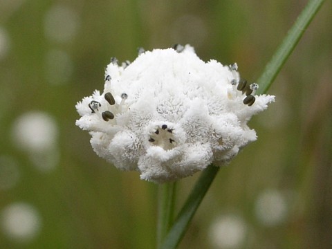 シラタマホシクサ　頭花