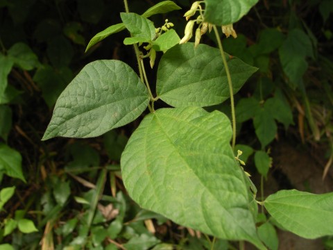 オオバタンキリマメ　葉