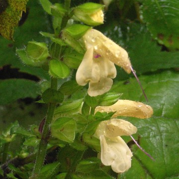 キバナアキギリ　花