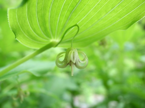 オオバタケシマラン　花