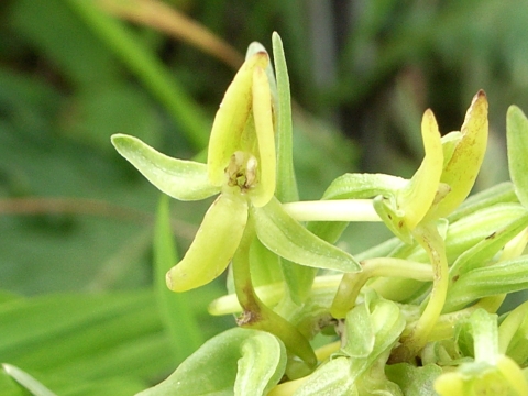 ホソバノキソチドリ　花