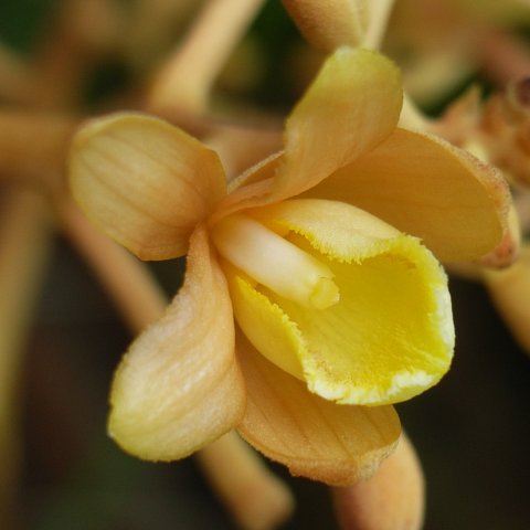 ツチアケビ　花
