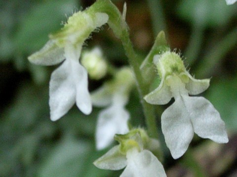 ヤクシマヒメアリドオシラン　花