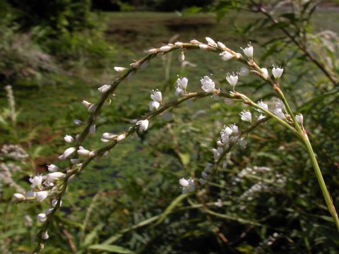 シロバナサクラタデ　花