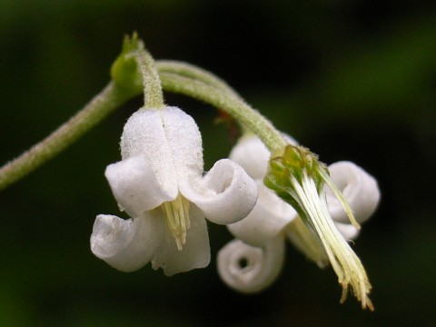 クサボタン　花