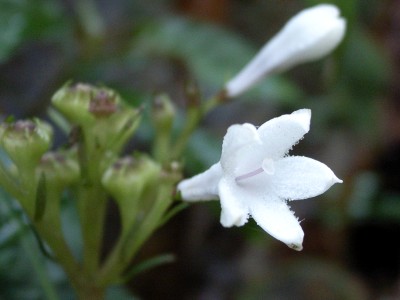 ナガバイナモリ　花