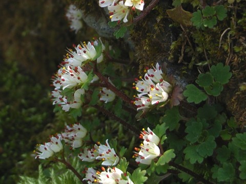 ハナネコノメ　花