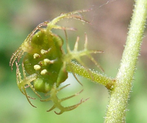 コチャルメルソウ　花茎に腺毛が密生している