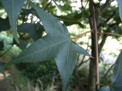 Acer serrulatum　（青楓）