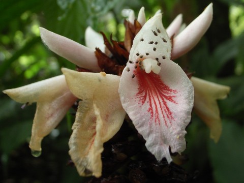 Alpinia pricei　（普來氏月桃）　花