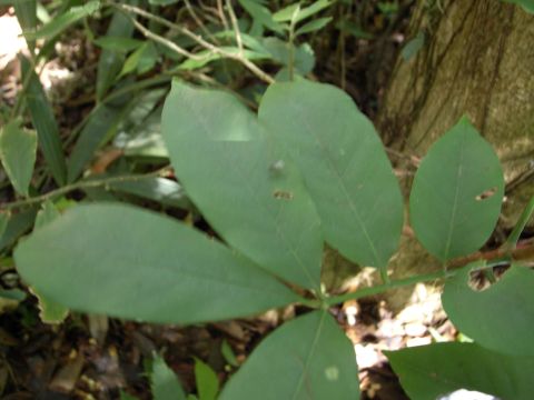 Dysoxylum hongkongense 葉