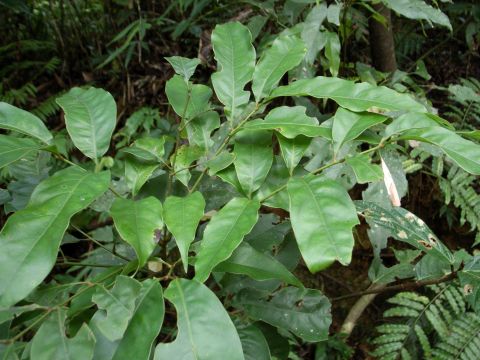 Engelhardia roxburghiana　（黄杞叶）