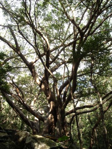 Ficus benjamina　（垂榕）