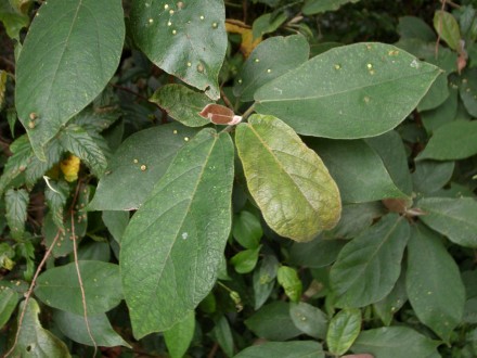 Ficus erecta var. beecheyana　ケイヌビワ
