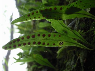 Lemmaphyllum diversum （骨牌蕨）