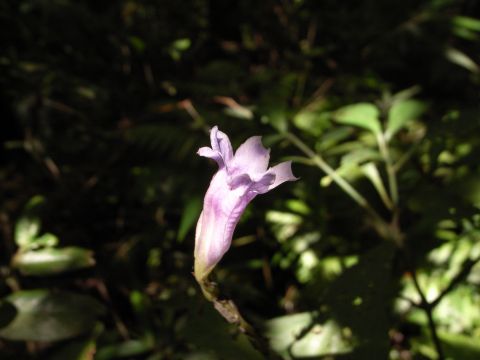 Strobilanthes longespicatus　（長穗馬藍）　花
