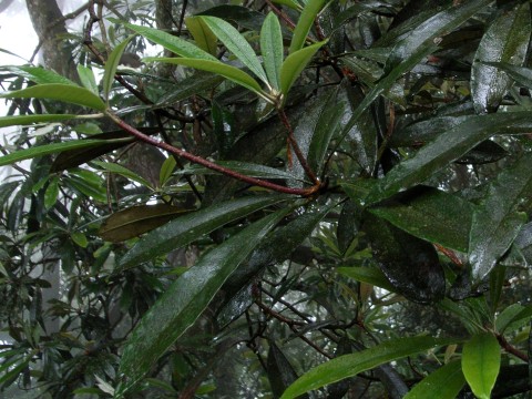 Rhododendron formosanum　（台灣杜鵑）