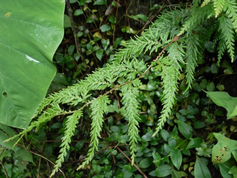 Selaginella delicatula　（全縁卷柏）