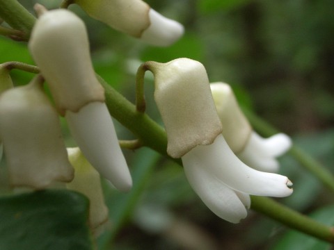 タイワンミヤマトベラ　花