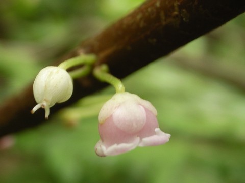 タカサゴシラタマ　花