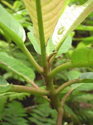 タカサゴシラタマ　新枝に鱗片状の毛がつく