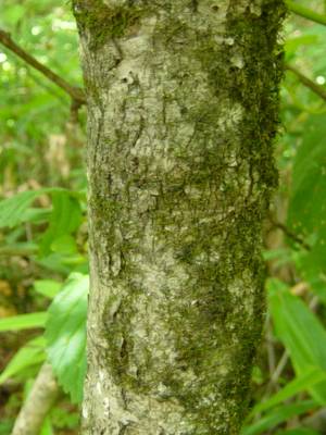 ヒロハゴマギ　樹皮