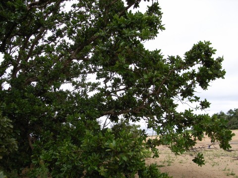 テリハボク　樹形