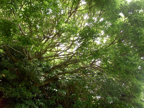 クワノハエノキ　樹形