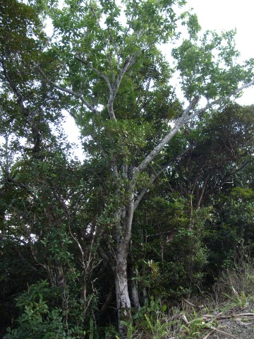 ムニンエノキ　樹形