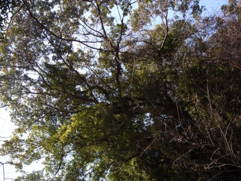 ホルトノキ　樹形