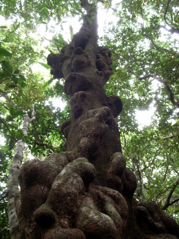 シマホルトノキ　樹形