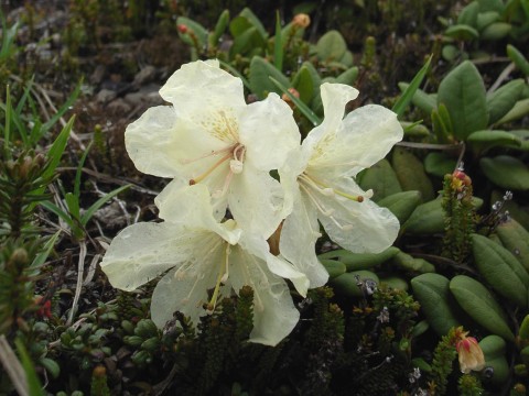 キバナシャクナゲ　花