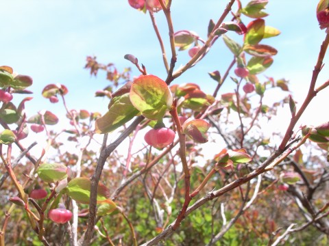 ミヤマクロウスゴ　花