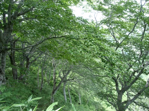 日本海側ブナ林