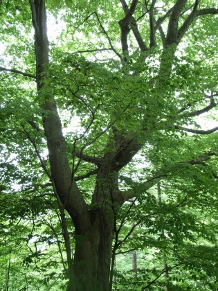 イヌブナ　樹形