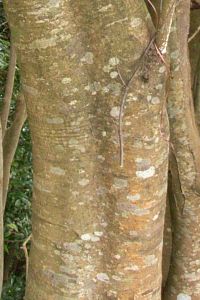 ツブラジイ　樹皮