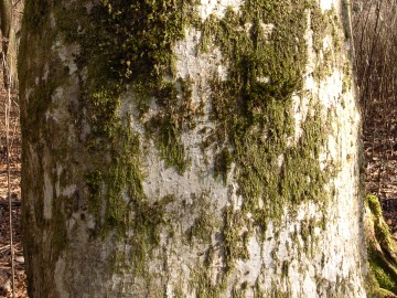 ホオノキ　樹皮