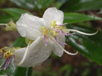ヤエヤマノボタン　白花