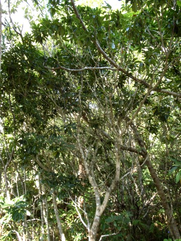 シロトベラ　樹形